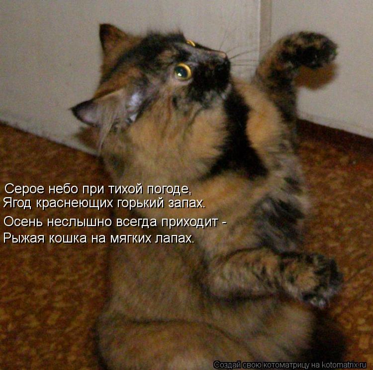 Серое небо при тихой погоде, Ягод краснеющих горький запах. Осень неслышно всегда приходит - Рыжа... Котоматрица: Серое небо при тихой погоде, Ягод краснеющих горький запах. Осень неслышно всегда приходит - Рыжая кошка на мягких лапах.