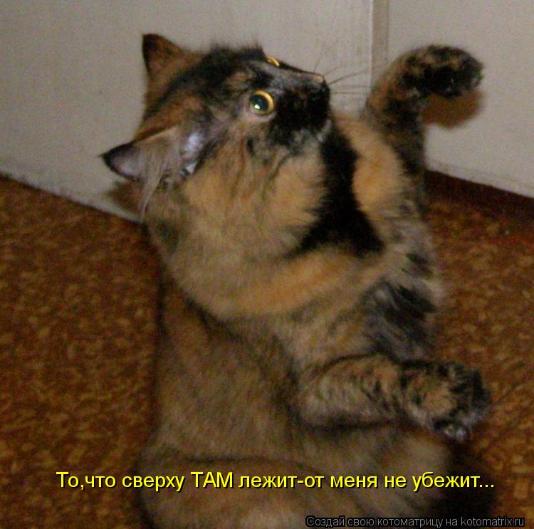 То,что сверху ТАМ лежит-от меня не убежит...... Котоматрица: То,что сверху ТАМ лежит-от меня не убежит...