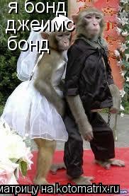 я бонд джеимс бонд... Котоматрица: я бонд джеимс бонд