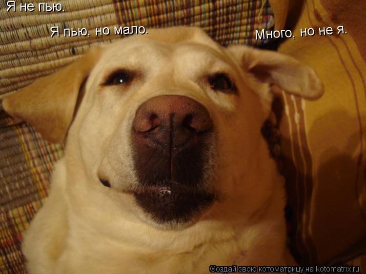 Я не пью. Я пью, но мало. Много, но не я.... Котоматрица: Я не пью. Я пью, но мало. Много, но не я.