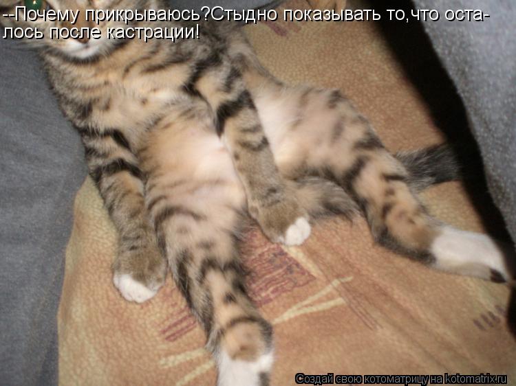 --Почему прикрываюсь?Стыдно показывать то,что оста- лось после кастрации!... Котоматрица: --Почему прикрываюсь?Стыдно показывать то,что оста- лось после кастрации!