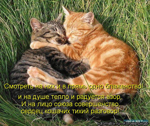 и на душе тепло и радуется взор, Смотреть на них и в прямь одно блаженство! И на лицо союза совершенс... Котоматрица: и на душе тепло и радуется взор, Смотреть на них и в прямь одно блаженство! И на лицо союза совершенство, сердец кошачих тихий разговор!