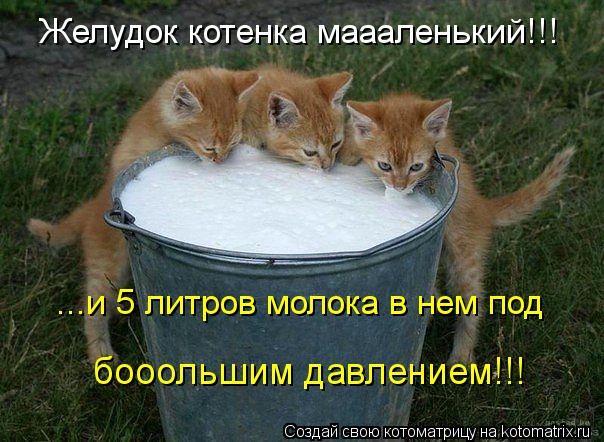 Желудок котенка маааленький!!! ...и 5 литров молока в нем под бооольшим давлением!!!... Котоматрица: Желудок котенка маааленький!!! ...и 5 литров молока в нем под бооольшим давлением!!!
