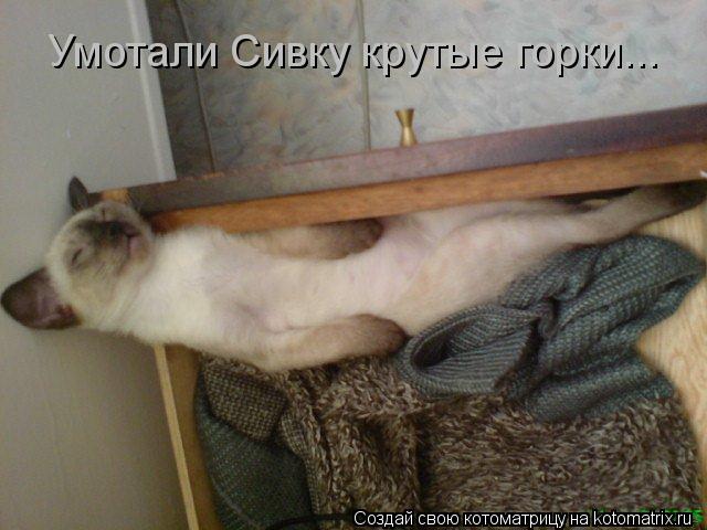 Умотали Сивку крутые горки...... Котоматрица: Умотали Сивку крутые горки...