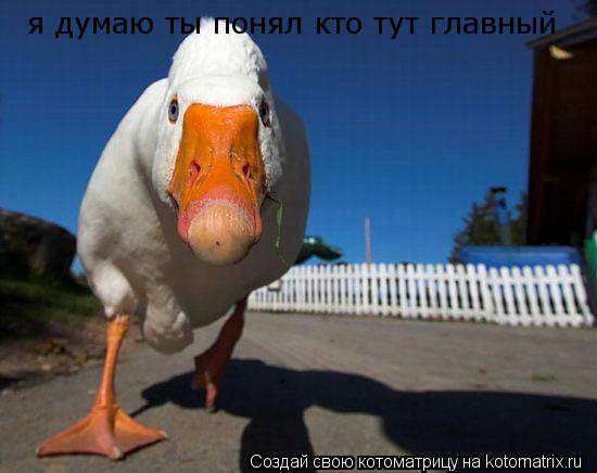 я думаю ты понял кто тут главный... Котоматрица: я думаю ты понял кто тут главный