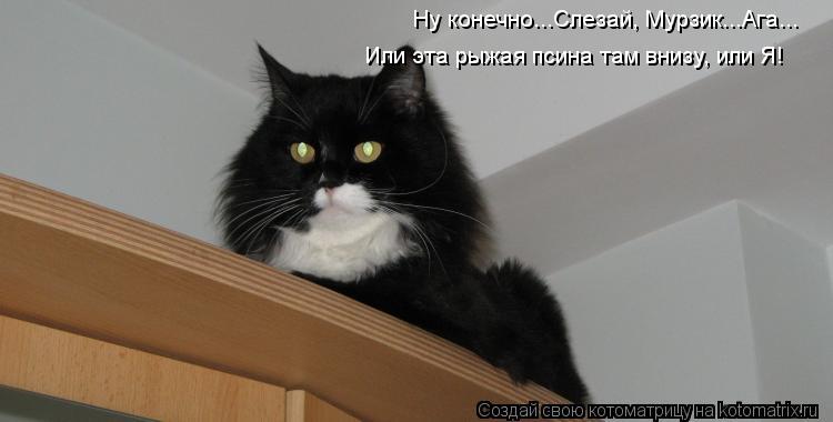 Ну конечно...Слезай, Мурзик...Ага... Или эта рыжая псина там внизу, или Я!... Котоматрица: Ну конечно...Слезай, Мурзик...Ага... Или эта рыжая псина там внизу, или Я!