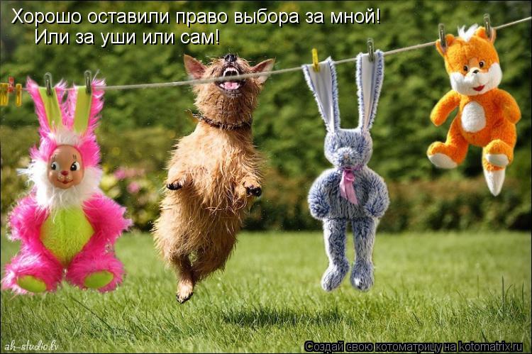 Хорошо оставили право выбора за мной! Или за уши или сам!... Котоматрица: Хорошо оставили право выбора за мной! Или за уши или сам!