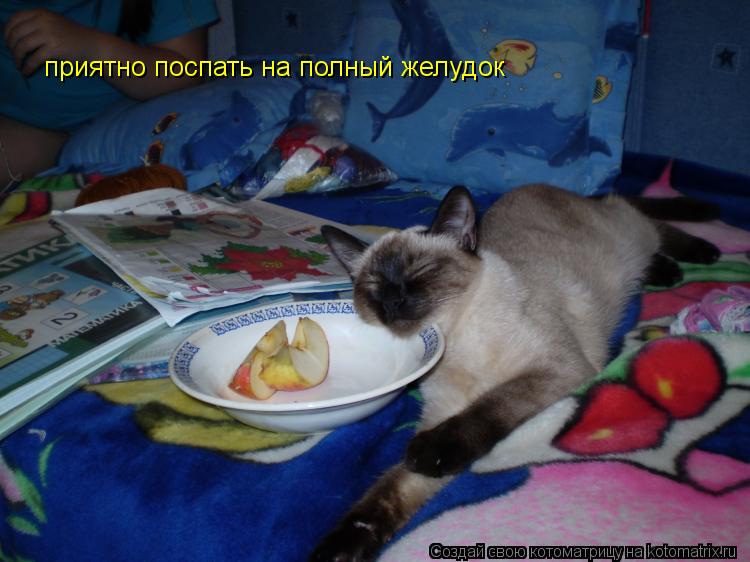 приятно поспать на полный желудок... Котоматрица: приятно поспать на полный желудок