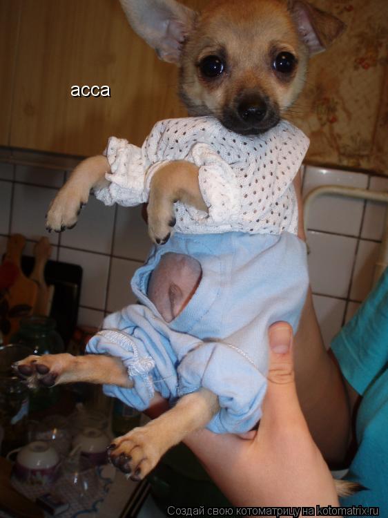 асса... Котоматрица: асса