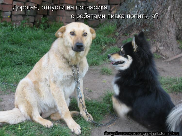 Дорогая, отпусти на полчасика с ребятами пивка попить, а?... Котоматрица: Дорогая, отпусти на полчасика с ребятами пивка попить, а?