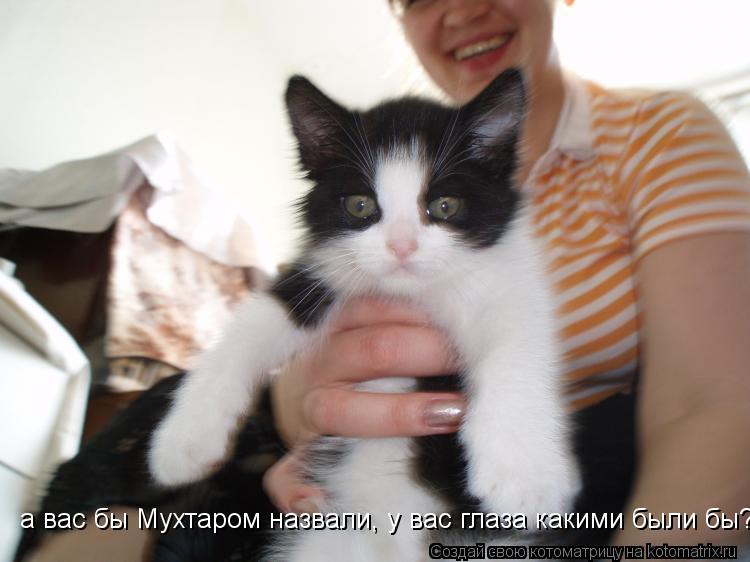 а вас бы Мухтаром назвали, у вас глаза какими были бы?... Котоматрица: а вас бы Мухтаром назвали, у вас глаза какими были бы?