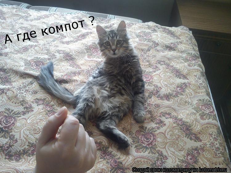А где компот ?... Котоматрица: А где компот ?
