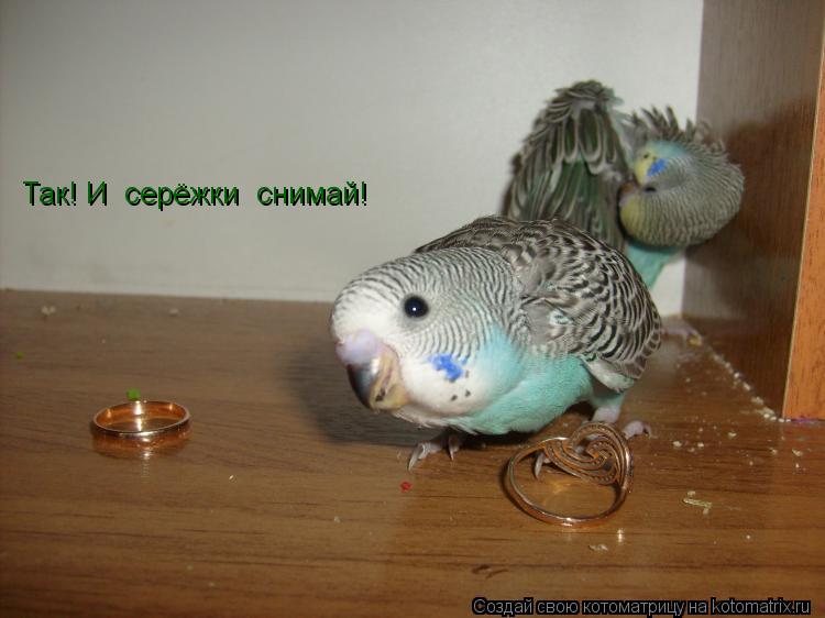 Так! И серёжки снимай!... Котоматрица: Так! И серёжки снимай!
