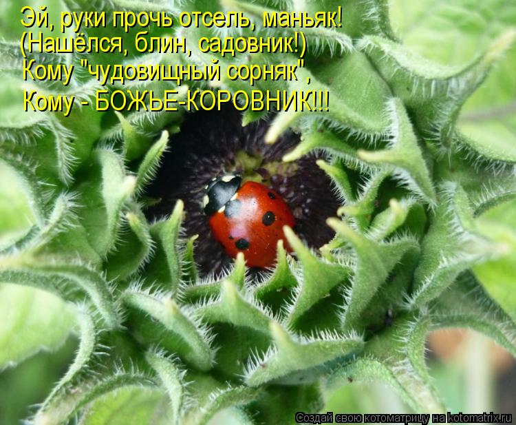 Котоматрица: Эй, руки прочь отсель, маньяк! (Нашёлся, блин, садовник!) Кому "чудовищный сорняк", Кому - БОЖЬЕ-КОРОВНИК!!!