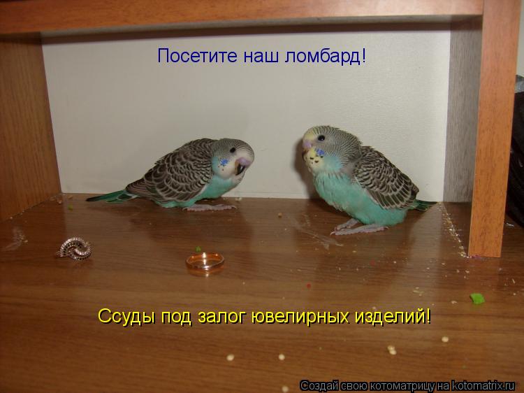 Посетите наш ломбард! Ссуды под залог ювелирных изделий!... Котоматрица: Посетите наш ломбард! Ссуды под залог ювелирных изделий!