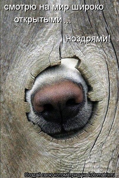 смотрю на мир широко открытыми ... ноздрями!... Котоматрица: смотрю на мир широко открытыми ... ноздрями!