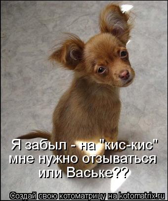 Я забыл - на "кис-кис" мне нужно отзываться или Ваське??... Котоматрица: Я забыл - на "кис-кис" мне нужно отзываться или Ваське??