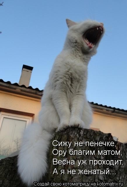 Сижу не пенечке, Ору благим матом, Весна уж проходит, А я не женатый...... Котоматрица: Сижу не пенечке, Ору благим матом, Весна уж проходит, А я не женатый...