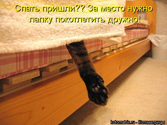 Спать пришли?? За место нужно лапку покотлетить дружно!... Котоматрица: Спать пришли?? За место нужно лапку покотлетить дружно!