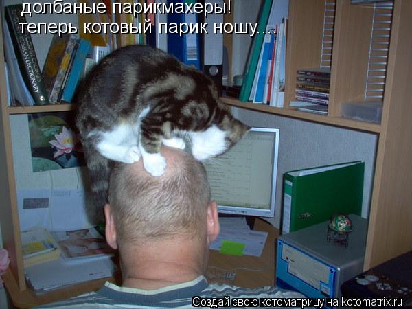 долбаные парикмахеры! теперь котовый парик ношу....... Котоматрица: долбаные парикмахеры! теперь котовый парик ношу....