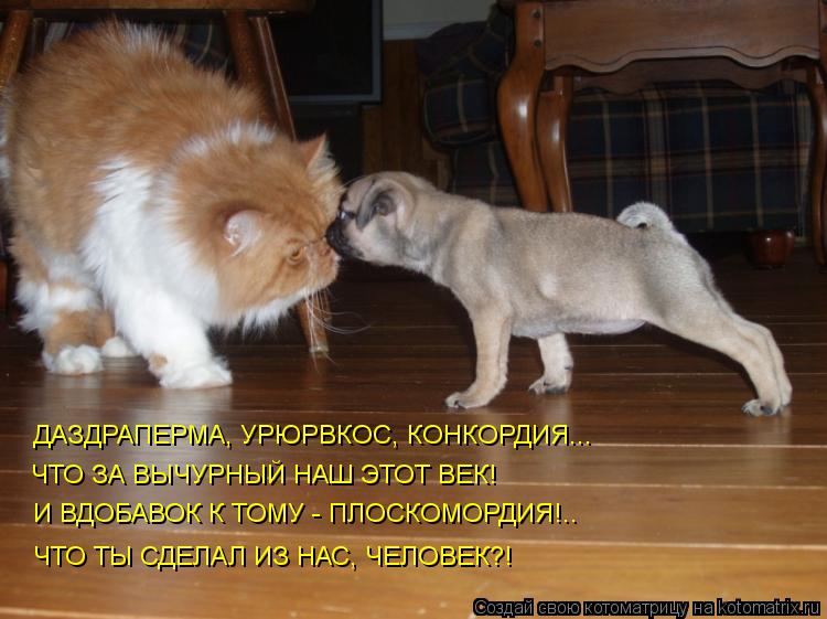 ДАЗДРАПЕРМА, УРЮРВКОС, КОНКОРДИЯ... ЧТО ЗА ВЫЧУРНЫЙ НАШ ЭТОТ ВЕК! И ВДОБАВОК К ТОМУ - ПЛОСКОМОРДИЯ!..... Котоматрица: ДАЗДРАПЕРМА, УРЮРВКОС, КОНКОРДИЯ... ЧТО ЗА ВЫЧУРНЫЙ НАШ ЭТОТ ВЕК! И ВДОБАВОК К ТОМУ - ПЛОСКОМОРДИЯ!.. ЧТО ТЫ СДЕЛАЛ ИЗ НАС, ЧЕЛОВЕК?!