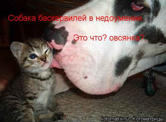 Собака баскервилей в недоумении... Это что? овсянка?.... Котоматрица: Собака баскервилей в недоумении... Это что? овсянка?.