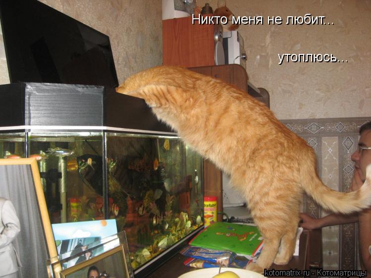 Никто меня не любит... утоплюсь...... Котоматрица: Никто меня не любит... утоплюсь...
