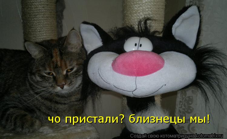 чо пристали? близнецы мы!... Котоматрица: чо пристали? близнецы мы!