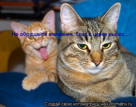 Не обращайте внимание, брат в цирке вырос....... Котоматрица: Не обращайте внимание, брат в цирке вырос....