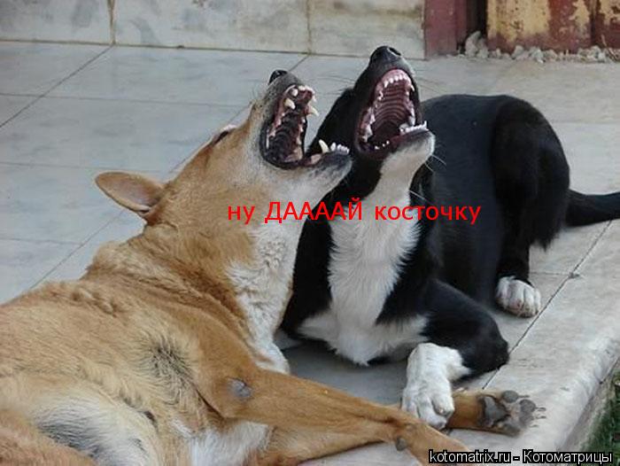 ну ДААААЙ косточку... Котоматрица: ну ДААААЙ косточку