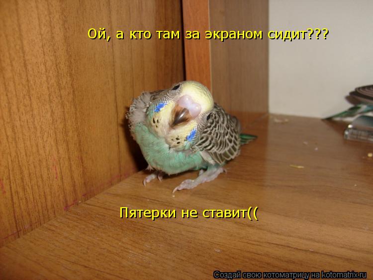 Ой, а кто там за экраном сидит??? Пятерки не ставит((... Котоматрица: Ой, а кто там за экраном сидит??? Пятерки не ставит((