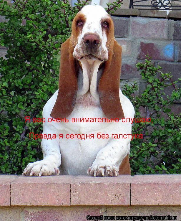 Я вас очень внимательно слушаю, Правда я сегодня без галстука... Котоматрица: Я вас очень внимательно слушаю, Правда я сегодня без галстука