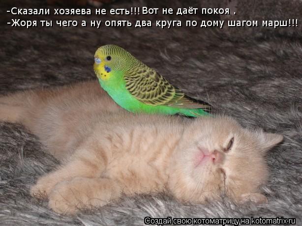 -Сказали хозяева не есть!!! Вот не даёт покоя . -Жоря ты чего а ну опять два круга по дому шагом марш... Котоматрица: -Сказали хозяева не есть!!! Вот не даёт покоя . -Жоря ты чего а ну опять два круга по дому шагом марш!!!