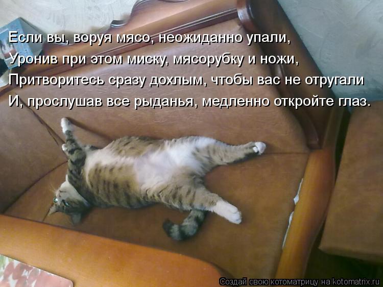 Если вы, воруя мясо, неожиданно упали, Уронив при этом миску, мясорубку и ножи, Притворитесь сразу до... Котоматрица: Если вы, воруя мясо, неожиданно упали, Уронив при этом миску, мясорубку и ножи, Притворитесь сразу дохлым, чтобы вас не отругали И, прослушав