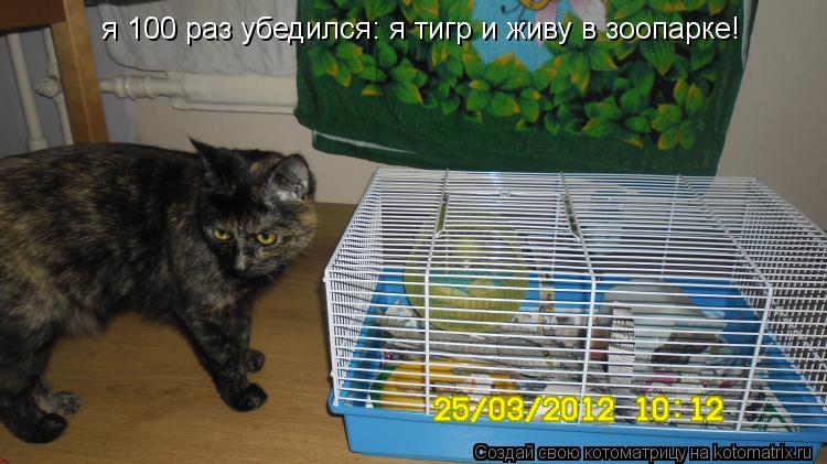 я 100 раз убедился: я тигр и живу в зоопарке!... Котоматрица: я 100 раз убедился: я тигр и живу в зоопарке!