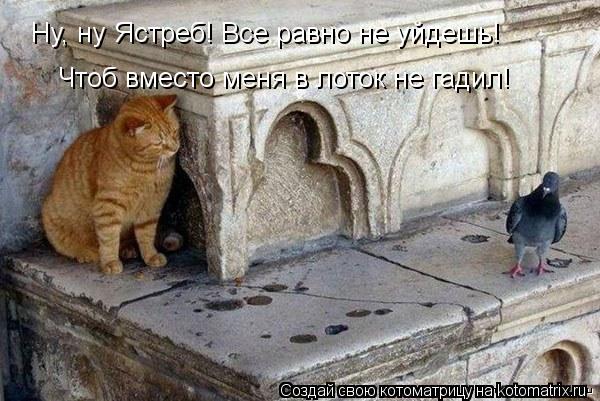 Ну, ну Ястреб! Все равно не уйдешь! Чтоб вместо меня в лоток не гадил!... Котоматрица: Ну, ну Ястреб! Все равно не уйдешь! Чтоб вместо меня в лоток не гадил!
