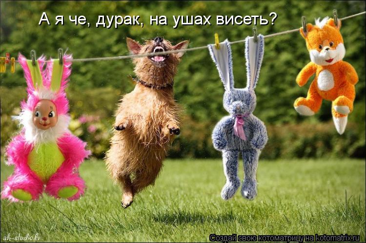 А я че, дурак, на ушах висеть?... Котоматрица: А я че, дурак, на ушах висеть?