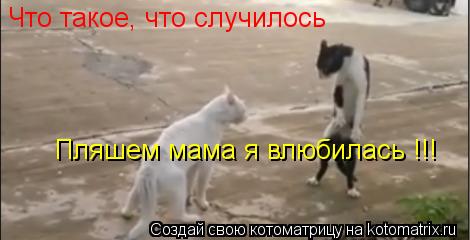 Что такое, что случилось Пляшем мама я влюбилась !!!... Котоматрица: Что такое, что случилось Пляшем мама я влюбилась !!!
