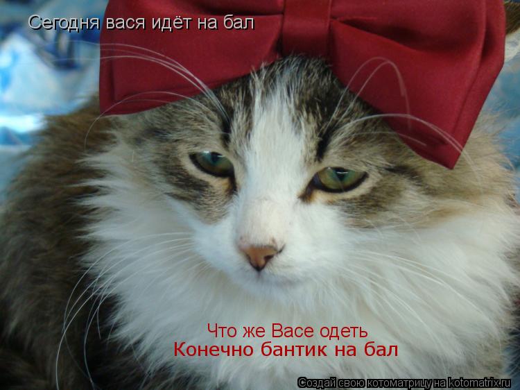 Сегодня вася идёт на бал Что же Васе одеть Конечно бантик на бал... Котоматрица: Сегодня вася идёт на бал Что же Васе одеть Конечно бантик на бал