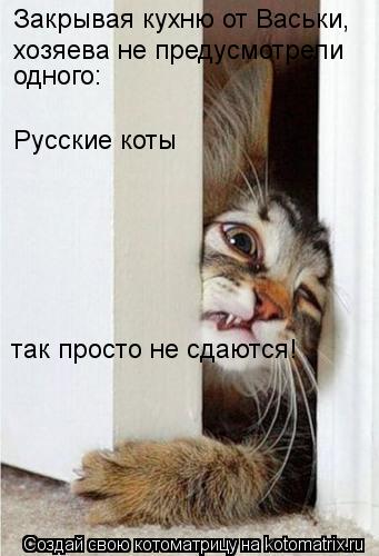 Закрывая кухню от Васьки, хозяева не предусмотрели одного: Русские коты так просто не сдаются!... Котоматрица: Закрывая кухню от Васьки, хозяева не предусмотрели одного: Русские коты так просто не сдаются!