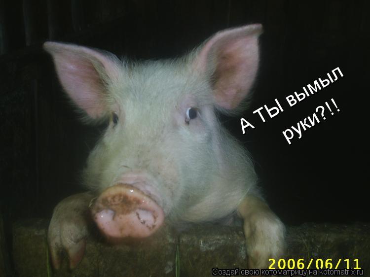 А ТЫ вымыл руки?!!... Котоматрица: А ТЫ вымыл руки?!!