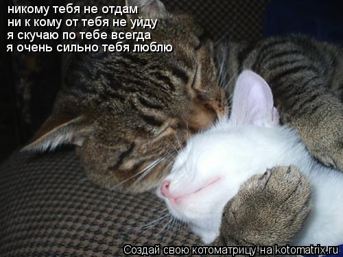 никому тебя не отдам ни к кому от тебя не уйду я скучаю по тебе всегда я очень сильно тебя люблю... Котоматрица: никому тебя не отдам ни к кому от тебя не уйду я скучаю по тебе всегда я очень сильно тебя люблю