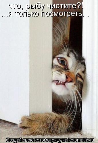 что, рыбу чистите?! ...я только посмотреть...... Котоматрица: что, рыбу чистите?! ...я только посмотреть...