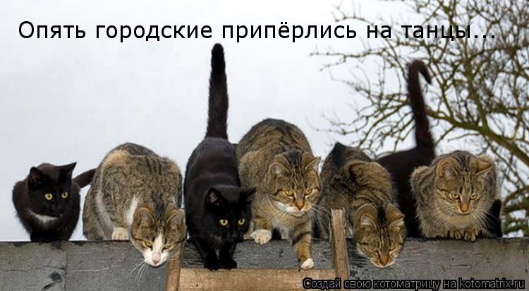 Опять городские припёрлись на танцы...... Котоматрица: Опять городские припёрлись на танцы...