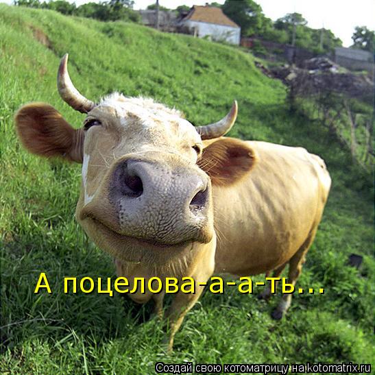 А поцелова-а-а-ть...... Котоматрица: А поцелова-а-а-ть...