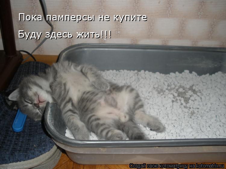 Пока памперсы не купите Буду здесь жить!!!... Котоматрица: Пока памперсы не купите Буду здесь жить!!!