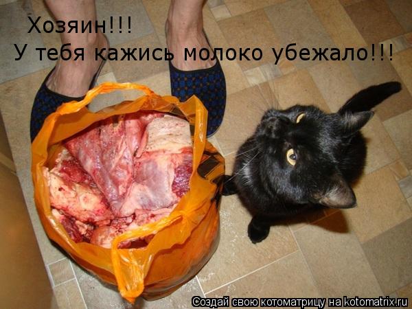 Хозяин!!! У тебя кажись молоко убежало!!!... Котоматрица: Хозяин!!! У тебя кажись молоко убежало!!!
