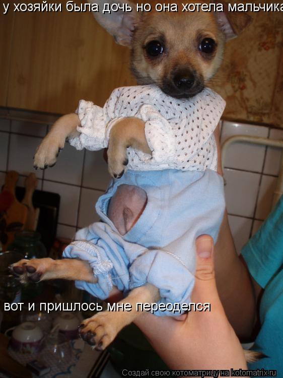 у хозяйки была дочь но она хотела мальчика вот и пришлось мне переоделся вот и пришлось мне переоделс... Котоматрица: у хозяйки была дочь но она хотела мальчика вот и пришлось мне переоделся вот и пришлось мне переоделся