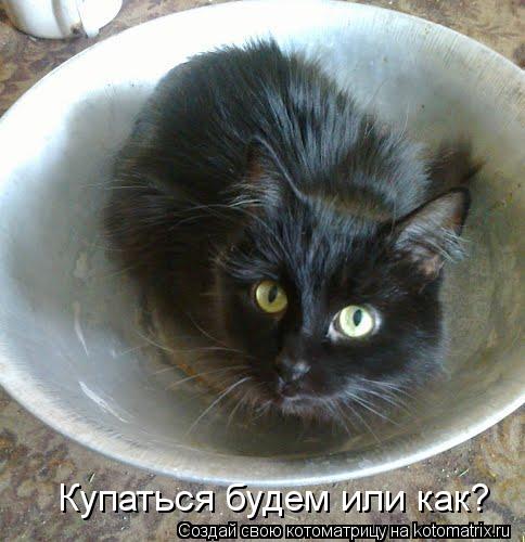Купаться будем или как?... Котоматрица: Купаться будем или как?