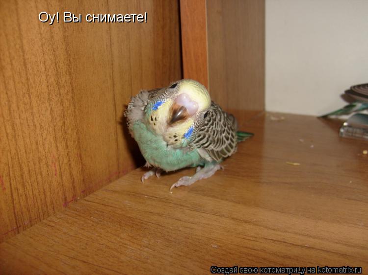 Оу! Вы снимаете!... Котоматрица: Оу! Вы снимаете!